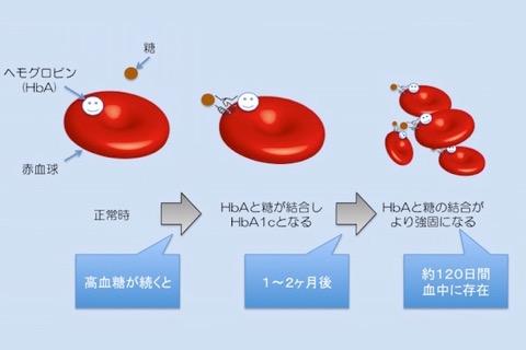 ヘモグロビン